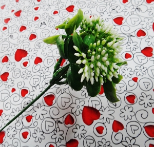 Каланхое с цветами 